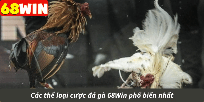 Các thể loại cược đá gà 68Win phổ biến nhất