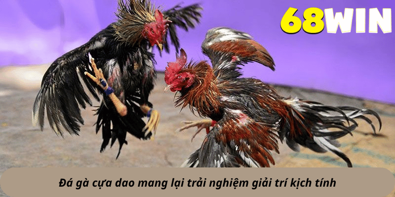 Đá gà cựa dao mang lại trải nghiệm giải trí kịch tính