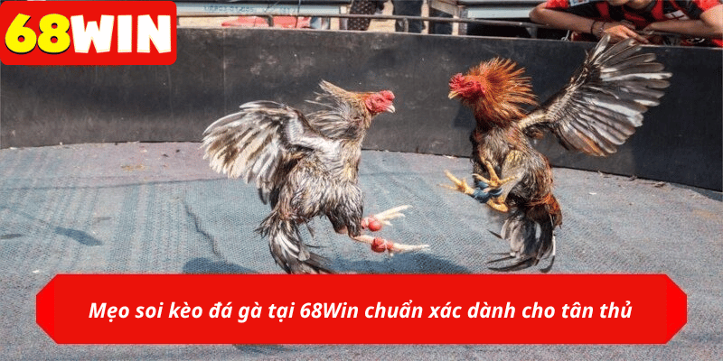 Mẹo soi kèo đá gà tại 68Win chuẩn xác dành cho tân thủ