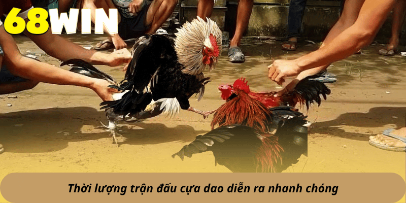 Thời lượng trận đấu cựa dao diễn ra nhanh chóng