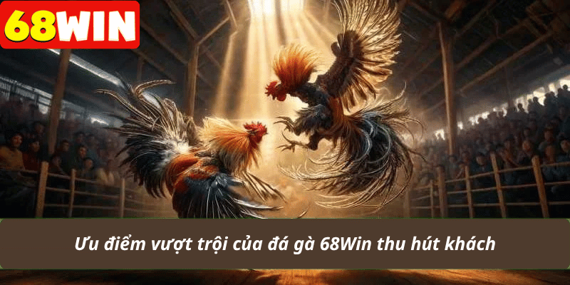 Ưu điểm vượt trội của đá gà 68Win thu hút khách